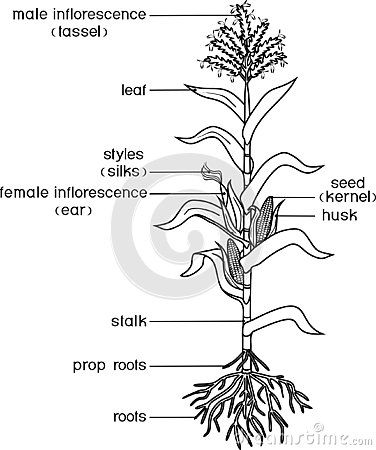 Plant Morphology, Maize Plant, Corn Stock, Corn Maize, Plant Parts, Plant Structure, Corn Stalks, Corn Plant, Plant Drawing