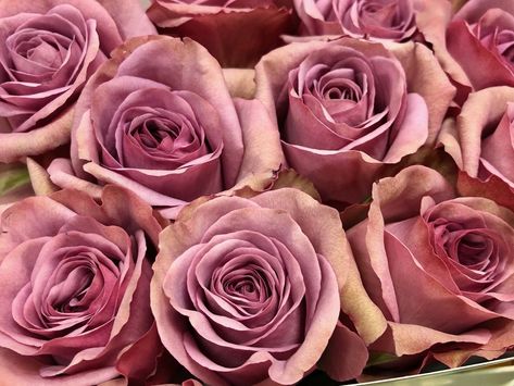 Montmartre - Sassen B.V. - VIP Roses Vip Roses, Dutch Flowers, Wholesale Roses, Most Popular Flowers, Rose Varieties, Brides Bouquet, Flower Guide, Flower Bucket, Florist Shop