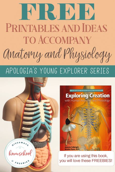 Tons of FREE Printables for Apologia's Elementary Anatomy Book - Homeschool Giveaways Elementary Anatomy, Circulatory System Diseases, Anatomy And Physiology Book, Apologia Anatomy, Science Unit Studies, Free Human Body, Research Journal, Anatomy Book, Human Biology