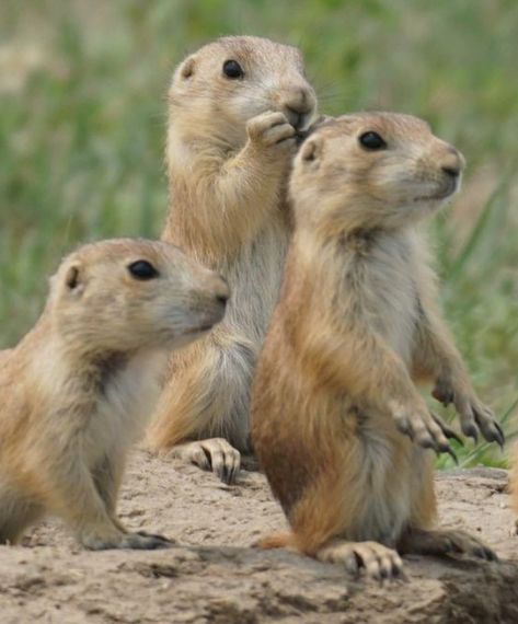 Us reading 306 replies of two strangers arguing in the comment section… Grab some popcorn, folks, because this comment section is about to get wild! Well, more wild? Always observant, prairie dogs often sit upright on their haunches, on or near their burrow mounds, to scan for predators and monitor nearby prairie dogs as well as incoming internet chatter. Wow, Steve really went there. Allan said what? Nix the popcorn though, grasses and leafy vegetation make up 98 percent of a prairie dog’... Prairie Animals, Animals Around The World, Prairie Dogs, Prairie Dog, Grasshoppers, National Park Service, Beetles, Grasses, Popcorn