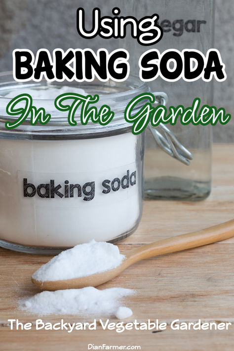 Learn how to use baking soda to keep your plants healthy and pest-free. #GardeningTips #NaturalRemedies

https://dianfarmer.com/how-to-use-baking-soda-in-the-garden/
#containergardening #gardeningismytherapy #mygarden #gardensofinstagram #growyourown #veggiegarden #organicgarden #vegetables Baking Soda In The Garden, Baking Soda For Plants, Baking Soda And Plants, Natural Pesticide For Vegetables, How To Clean Fruits And Vegetables Baking Soda, Baking Soda Alternative For Baking, Baking Soda Is A Gardeners Best Friend, Homemade Insecticide, Plants That Repel Bugs