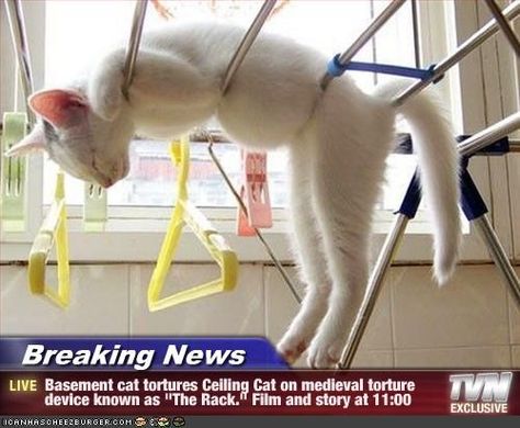 medieval torture devices | News - Basement cat tortures Ceiling Cat on medieval torture device ... Sleeping Animals, Sleep Funny, Söt Katt, Sleeping Positions, Cat Sleeping, Cute Kittens, Cat Nap, Funny Animal, Crazy Cat Lady