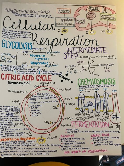 Cellular Respiration Sketch Notes Cell Respiration Notes, Respiration Notes Biology, Glycolysis Notes, Metabolism Notes Biology, Respiration In Humans Notes, Ap Bio Photosynthesis Notes, Cellular Respiration Notes Biology, Respiration Notes, Biology Notes Cell Structure