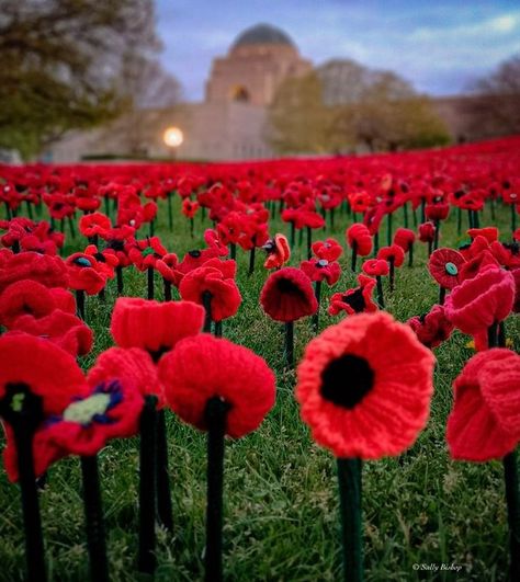 https://flic.kr/p/2qv3Rhg | Untitled November 11 Remembrance Day, November Vibes, Day Aesthetic, Remembrance Day, November 11, British Army, Jordan