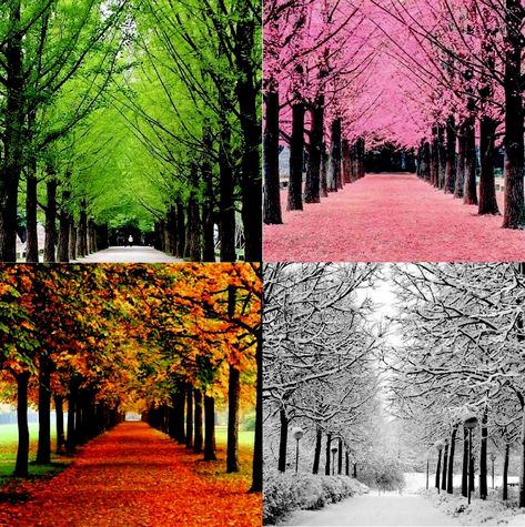 Four Seasons Photography, 4 Season Painting Ideas, Seasons Changing Art, 4 Seasons Art, Four Seasons Painting, Four Seasons Art, Mother Earth Art, Winter In Japan, Nami Island