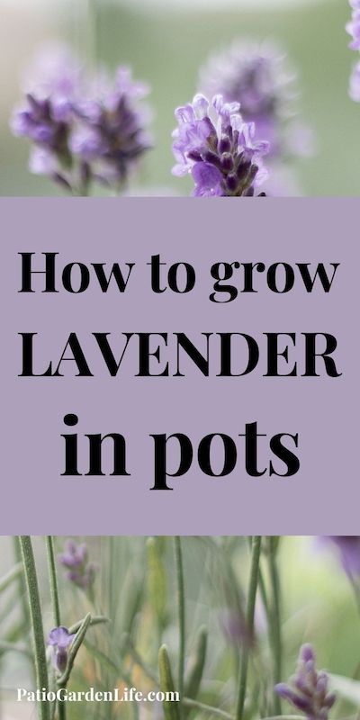 Lavender In Planter Boxes, Potted Lavender Outdoor Planters, Planting Lavendar And Rosemary, Lavender Container Garden, Lavender In Pots Patio, Lavender Pots, How To Plant Lavender In A Pot, Planting Lavender In Pots, Growing Lavender In Pots