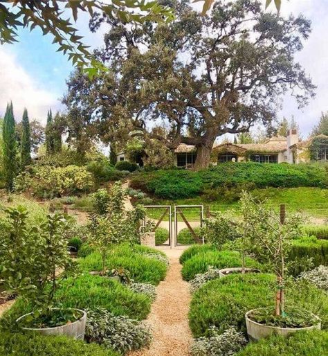 Mini Orchard, Crisp Fall Morning, Edible Flower Garden, Brooke Giannetti, Patina Farm, Patina Style, Italian Farmhouse, Spanish Garden, Fall Morning