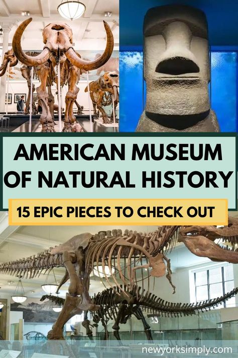 American Museum Of Natural History Nyc, Natural History Museum New York, Natural History Museum Nyc, Museum Of Natural History Nyc, Nyc Museums, Nyc Sightseeing, New York City Museums, Nyc 2023, Nyc Attractions