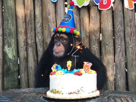 Our beloved Limbani turns two years old today 🎉💙🎂 #limbani #notapet #conservation #chimpanzee #endangeredspecies #zwfmiami #zwf @zwfmiami Monkeys Funny, Two Year Olds, Endangered Species, Primates, Year Old, Instagram Pictures, Profile Picture, Batman, Art Painting