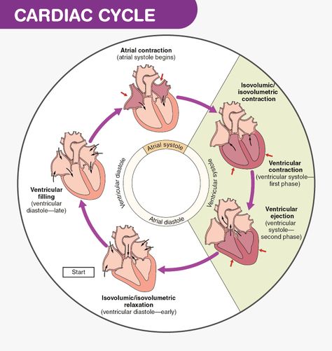 Cardiac Physiology, Cardiac Anatomy, Medications Nursing, Med Notes, Cardiac Sonography, Cycle Drawing, Cardiac Cycle, Heart Things, Medical Drawings