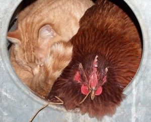 Cat and chicken Animal Friendships, Henny Penny, Rhode Island Red, Odd Couples, Animals Friendship, Chickens And Roosters, Cat Sleeping, Raising Chickens, A Chicken