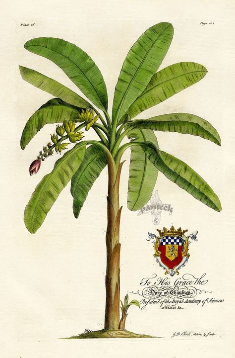 palm tree print - Buscar con Google Illustration Botanique, Banana Tree, Vintage Botanical Prints, Botanical Painting, Scientific Illustration, Palm Tree Print, A Banana, Tree Drawing, Plant Illustration