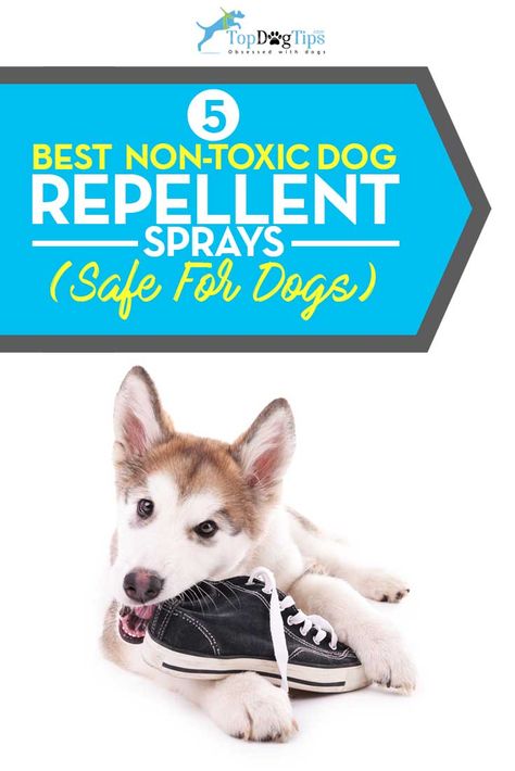 5 Best Dog Repellent Spray Brands to Correct Bad Behavior in 2020 Dog Repellent Spray Furniture, Dog Deterrent Spray, Dog Repellent Spray, Dog Pee Smell, Puppy Box, Dog Repellent, Dog Boredom, Training Puppies, Pee Smell