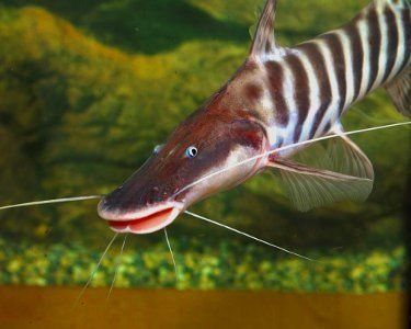 Catfish Fish, Fish Freshwater, Monster Fish, Fish Keeping, Tropical Fish Aquarium, Catfish Fishing, Monster Fishing, Discus Fish, Fish Breeding