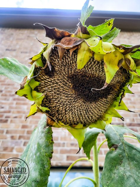 Learn how and when to harvest sunflower seeds from the flower. This tutorial will help you know when a sunflower is ready to give seeds. Plus how to store sunflower seeds for the next season and how to get seeds from your own sunflower garden! #gardentips #sunflwoerseeds #seedharvest Saving Sunflower Seeds, How To Harvest Sunflowers, When To Harvest Sunflowers, Saving Sunflower Seeds To Replant, Sunflower Seeds From The Flower, How To Harvest Sunflower Seeds, Harvest Sunflower Seeds, Harvesting Sunflower Seeds, Growing Plants From Seeds