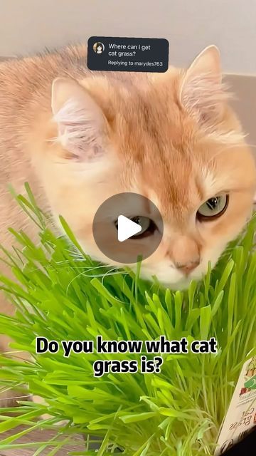 Pettopic.knowledge on Instagram: "Do you know what cat grass is? 🐈 
#cat #catgrass #catfoods #catinstagram #catmoment" Cat Grass, What Cat, Do You Know What, Cat Mom, Did You Know, On Instagram, Instagram