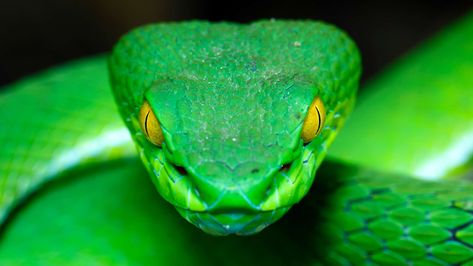 Can You Really Suck the Poison Out of a Snack Bite? #Snakes #snakebites #homesteading #adventure #firstaid #manstuff #itsapinterestinglife Green Pit Viper, Physics World, Largest Snake, Pit Viper, Snake Head, Snake Art, Beautiful Snakes, Large Eyes, Indiana Jones