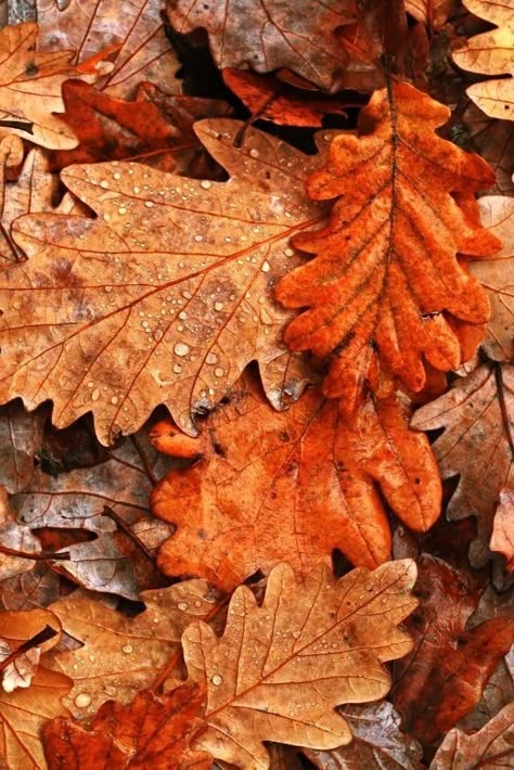 Leaf Photography, Autumn Rain, Landscape Quilts, Pumpkin Fall Decor, Soft Autumn, Oak Leaves, Beautiful Places Nature, Autumn Cozy, Autumn Aesthetic