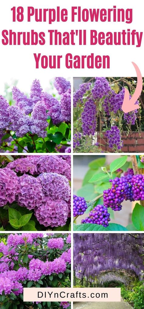 Purple is the color of creativity. Fill your garden with purple flowering shrubs easily by choosing your favorite items from this list. With descriptions and photos. #garden #flowers #shrubs Purple Flower Bush, Purple Perrenial Flowers, Plants With Purple Flowers, Acer Garden, Purple Shrubs, Purple Flowering Tree, Purple Colour Flowers, Purple Flowers Garden, Courtyard Ideas