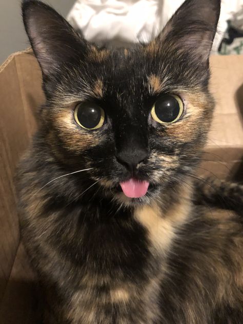 Picture Of Cat, Tortie Cat, Tortoiseshell Cat, Tortoise Shell Cat, Gorgeous Cats, Cat Aesthetic, A Character, Cute Cats And Dogs, Silly Cats