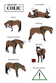 Equestrian Hacks, Farm Vet, Equestrian Tips, Equine Science, Horse Behavior, Horse Room, Equine Care, Horse Lessons, Horse Information