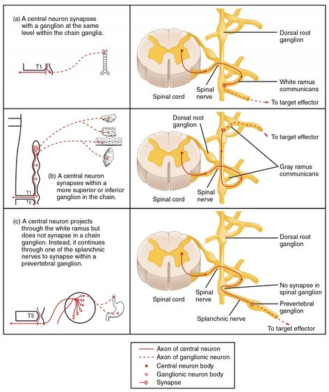 This table shows the connections between the spinal cord and the ganglia. The top panel shows the connection between a central neuron and a chain ganglion at the same lever. The center panel shows the connection between a central neuron and a synapse with a superior or inferior ganglion. The bottom panel shows the projection of a central neuron into the white ramus. Nervous System Anatomy, Adrenergic Receptors, Basic Anatomy And Physiology, Brain Anatomy, Cranial Nerves, Human Body Anatomy, Medical School Inspiration, Nursing School Tips, Lecture Notes