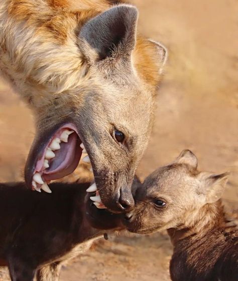 Spotted Hyena (Crocuta crocuta) / Hyène tachetée / Image by ruan_minnaar_wild_photography (Ruan Minnaar) from instagram Spotted Hyena Photography, Hyena Photography, Silly Hyenas, Spotted Hyena, Wild Photography, Cool Album Covers, Live Animals, Animal Species, African Wildlife