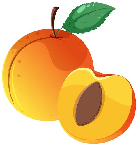 Free vector a full of peach and half of ... | Free Vector #Freepik #freevector #food-clipart #clip-art #cartoon-drawing #plum Fruits Benefits, Fruits Name In English, Fruit Names, Guavas, Stone Fruits, Fruit Benefits, Types Of Fruit, Variety Of Fruits, Juicy Fruit