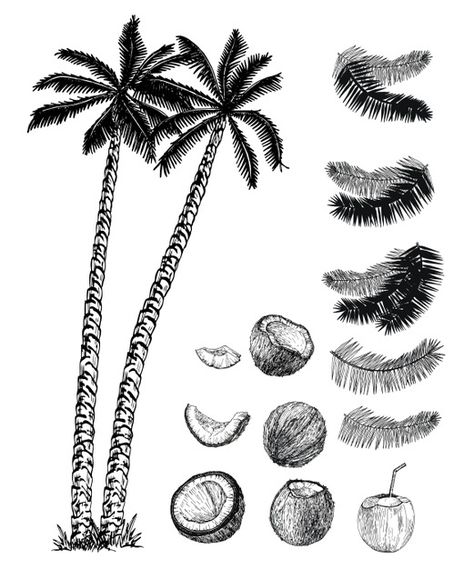 Coconut Leaf Tattoo, Coconut Palm Tree Tattoo, Coconut Tree Sketch, Tropical Tattoo Ideas, Coconut Sketch, Tropical Sketch, Riley Tattoo, Coconut Drawing, Coconut Tattoo