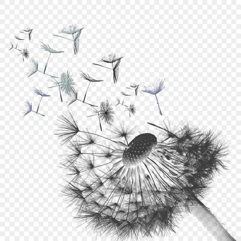 Memorial Background, Dandelion Puffs, Image For, Snapchat Streaks, Black Png, Flying Flowers, Flower Graphic Design, Dandelion Seed, Dandelion Flower