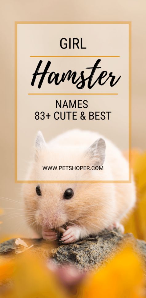 Are you looking for great girl hamster names for your new best friend? Look no further! We have approximately eighty good name ideas for girl hamsters. From the cutest and unique, to funny girl hamster names that sum up their great character. TOP 10 Girl Hamster Names Abby Bebe Sugar Cookie Minnie Polly Precious Angel Dottie Penny #GirlHamsterNames #HamsterNames #hamster #hamsters #hamsterlove #syrianhamster #hamsterlover #cutehamster #dwarfhamster Hamster Names Ideas, Bear Hamster, Small Hamster, Name Idea, Hamster Names, Pet Hamster, Names Cute, Animal Names, Syrian Hamster