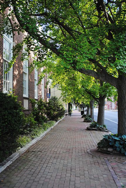 Chestertown :) I lived on the other side of this street! Street Parking, City Sidewalk, Street With Trees, Tree Lined Street, Tree Lined Street Aesthetic, Tree Lined Street Neighborhood, Cobblestone Streets Aesthetic, Walking Road, Street Background