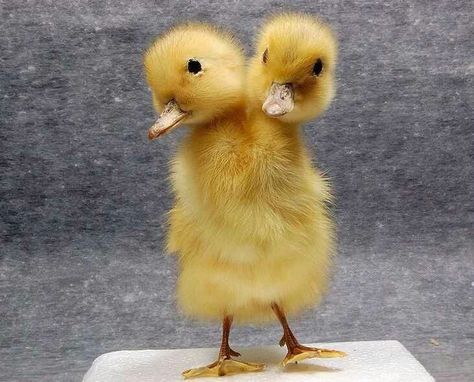 Duckling Tattoo, Fluffy Duck, Comic Inspiration, Two Heads, Duck Duck, Awesome Things, Country Life, Ducks, Beautiful People