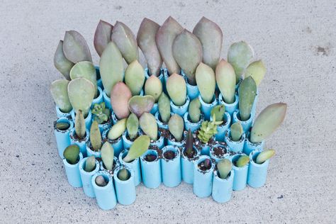 DIY planter for propagating succulents (would work for other small leaf cuttings as well, though hard to put tags in here) - full DIY instructions - this is easy and very economical - made from PVC pipe!  *********************************************  Succulents - #succulent #propagation t√ Succulent Propagation, Succulent Cuttings, Succulent Centerpieces, Propagating Succulents, Hanging Plants Indoor, Succulent Soil, Succulent Gardening, Succulents In Containers, Succulents Indoor