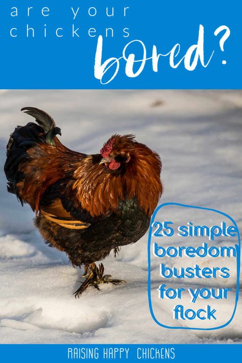 25 boredom busters for your flock. Boredom Busters For Chickens, Chicken Bordem Busters Ideas, Chicken Enrichment, Chicken Boredom, Chickens In The Winter, Gardening For Dummies, Easy Chicken Coop, Chicken Care, Chicken Keeping