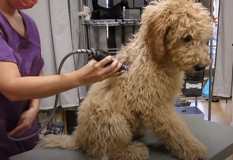 Goldendoodle Grooming Guide (2021) - With Pictures! - We Love Doodles Chocolate Labradoodle Haircut Style, Australian Labradoodle Haircut Style, Poppy Doodle, Australian Labradoodle Grooming, Labradoodle Hair, Labradoodle Haircut Style, Labradoodle Haircut, Mountain Doodle, Doodle Grooming