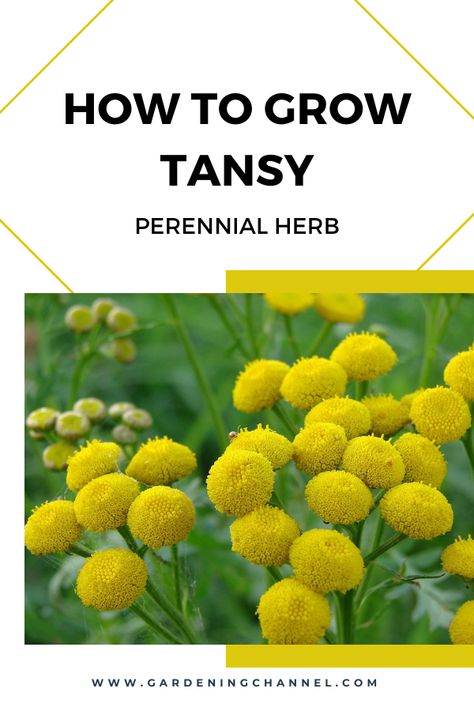 Don't miss this gardening guide to growing tansy. Learn how this perennial herb can benefit your garden’s soil and help control pests. #gardeningchannel #gardening #growingtansy #herbgardening Aster Plant, Fence Gardens, Tansy Plant, Tansy Flower, Growing Sage, Medicine Garden, Garden Companion Planting, Gardening Guide, Indoor Herb