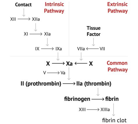 Discover Clinical Medicine - MedSchool Coagulation Cascade, Disseminated Intravascular Coagulation, Prothrombin Time, Von Willebrand Disease, App Form, Junior Doctor, Heart Valves, Med School, Medical History