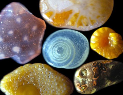 Amazing photos of sand magnified 300x. Wow! - Comparing something to a grain of sand is usually supposed to mean that it's small or insignificant, but Dr. Gary Greenberg's microscopic photography aims to turn this stereotype on its head. His photographs of miniscule grains of sands reveal that each grain of sand can be beautiful and unique. The sand in his images is full of remnants from various tropical sea organisms large and small. Microscopic Photography, Microscopic Images, Microscopes, Grain Of Sand, Things Under A Microscope, Six Feet Under, Back To Nature, Beach Sand, Science And Nature