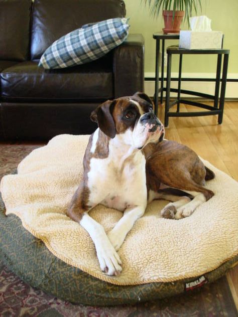 Boxer Rescue Quebec Adopt and Rescue a Boxer Dog - Home Boxer Pup, Rottweiler Training, Boxer Rescue, Alpha Dog, Boxer And Baby, Cute Boxers, Boxer Love, Boxer Puppies, Bull Dogs