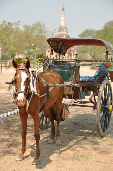 Horse cart; Bagan, Burma Joyce Kilmer, Birds For Kids, Photo Study, Horse Cart, Pakistani Culture, Horse Drawn Wagon, Flowers Quotes, Cartoon Love Photo, Animal Reference