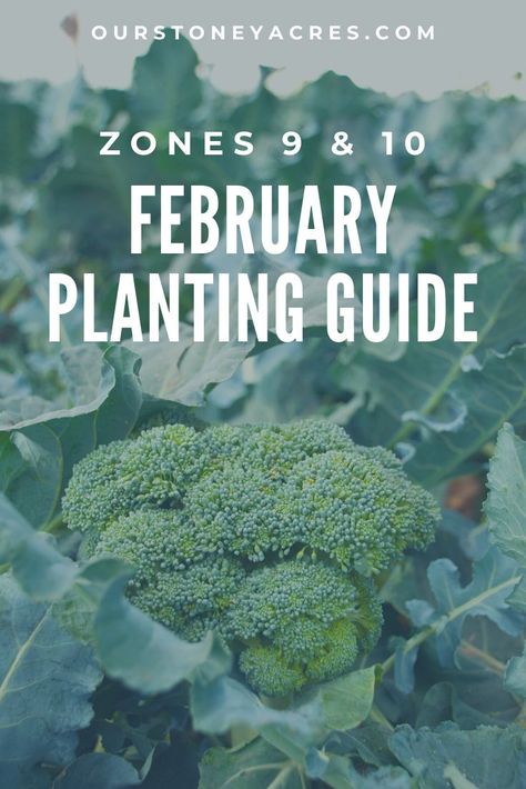 February Planting Guide, March Planting Guide, What To Plant In March, Spring Vegetable Garden, Modern Homestead, Vegetable Garden Tips, Planting Guide, Homestead Ideas, Food Gardening