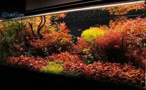 Red Dutch Style Aquascape, Biotope Aquarium, Pond Animals, Aquascape Design, Fish Tank Design, Tropical Fish Aquarium, Fresh Water Fish Tank, Aquarium Landscape, Fish Tank Ideas