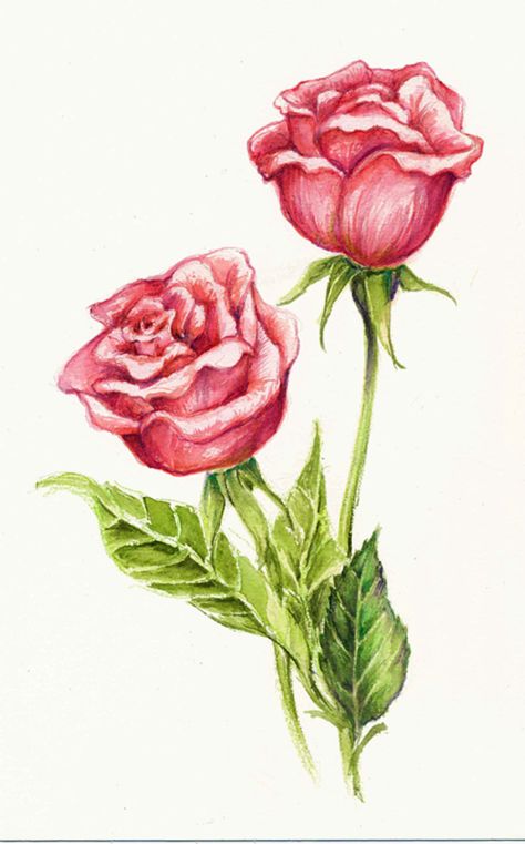 Colored pencil roses Flower Bouquet Drawing Color Pencil, Coloured Flowers Drawing, Rose Color Pencil Drawing, Rose Drawing With Color, Rose Colored Pencil Drawing, Colored Pencil Rose, Rose Drawing Colored Pencil, Flower Drawing Realistic Colored Pencils, Rose Flower Aesthetic Drawing