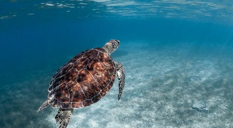 Where to Go Snorkeling and Scuba Diving in Puerto Rico Travel Colombia, Bioluminescent Bay, Puerto Rico Trip, Rescue Diver, Puerto Rico Vacation, Reef Fish, Best Snorkeling, Best Scuba Diving, Caribbean Culture