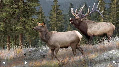 Rocky Mountain Elk, Elk Pictures, Hirsch Silhouette, Big Deer, Moose Deer, North American Wildlife, Bull Elk, Wildlife Pictures, Deer Family