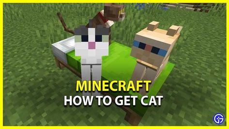 Source: Gamer Tweak. Visit Minecraft: How To Get Cat (Tame Guide) for more information. Check out where to find & get Cat in Minecraft easily. Source: Gamer Tweak. Visit Minecraft: How To Get Cat (Tame Guide) for more information. How To Tame A Cat In Minecraft, Rabbit Hide, Stray Cat, Go To Sleep, Cat Adoption, Night Time, Pets Cats, Cat Gifts, Minecraft