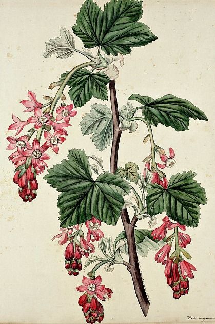 Red Flowering Currant, Currant Plant, Flowering Currant, Ribes Sanguineum, Wall Collage Decor, Flower Illustrations, Vintage Botanical Prints, Plant Illustration, Japanese Prints