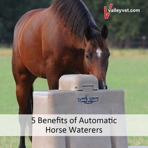 The amount of fresh water available to your horse, and the source from which it originates, is critical to his well-being.  Here are 5 reasons to consider automatic horse waterers. Automatic Horse Waterer, Horse Water, Classic Equine, Farm Plans, Dream Barn, Horse Care, Self Watering, The Source, Well Being