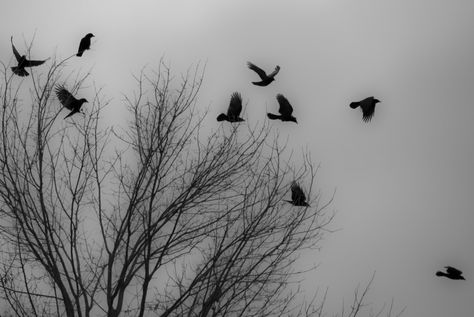 crows in flight Raven Flying, Flock Of Crows, Raven Pictures, Crow Pictures, Be More Interesting, Crows Drawing, Wild Birds Unlimited, Quoth The Raven, Crow Tattoo